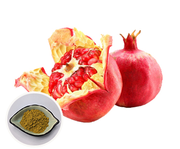 【新品上市】石榴皮提取物—安石榴甙重磅上市！