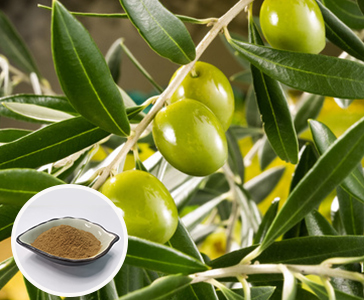 【新品上市】橄欖葉提取物—橄欖苦甙新品上市